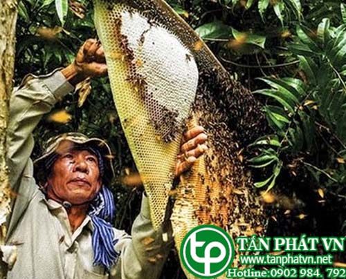 Địa chỉ mua bán mật ong rừng tại Huyện Thanh Trì