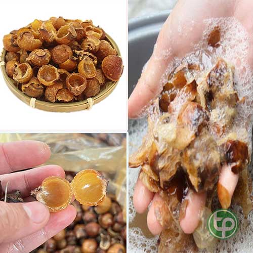 Địa chỉ bán quả bồ hòn tại tphcm uy tín chất lượng Địa chỉ bán quả bồ hòn tại tphcm uy tín chất lượng