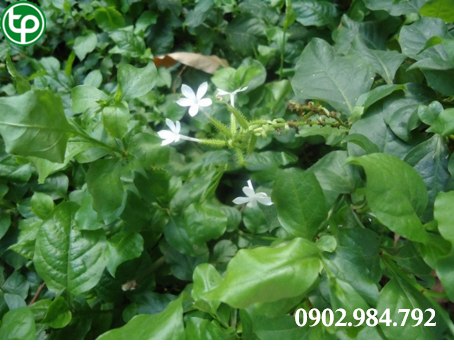 Chỗ mua bán bạch hoa xà thiện thảo tại tphcm ở đâu ?