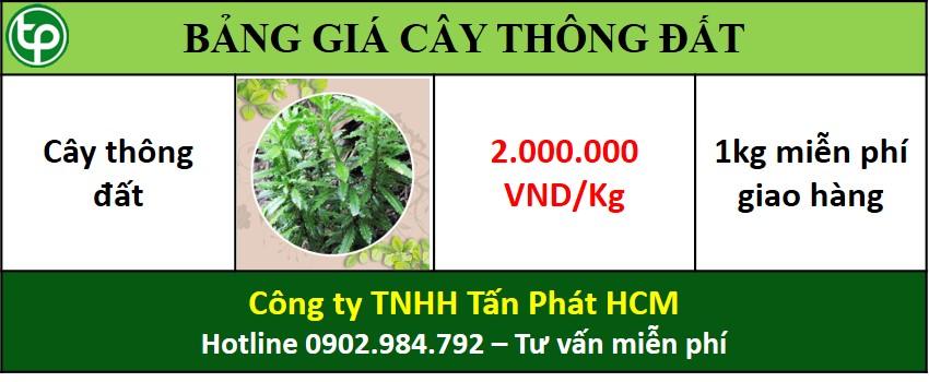bảng giá cây thông đất tại tphcm 