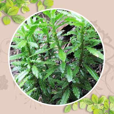 Địa chỉ mua bán cây thông đất tại tphcm ở đâu ?