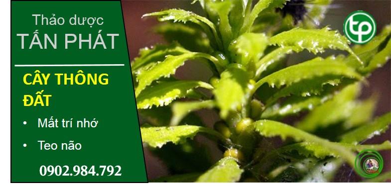 Chỗ mua bán cây thông đất tại tphcm ở đâu /