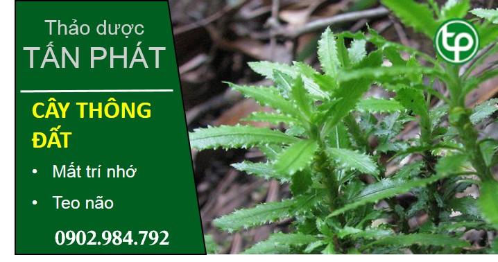 mua bán cây thông đất tại tphcm ở đâu ?