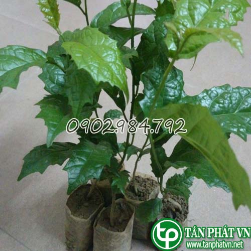 Địa chỉ bán cây xạ đen giống Địa chỉ bán cây xạ đen giống