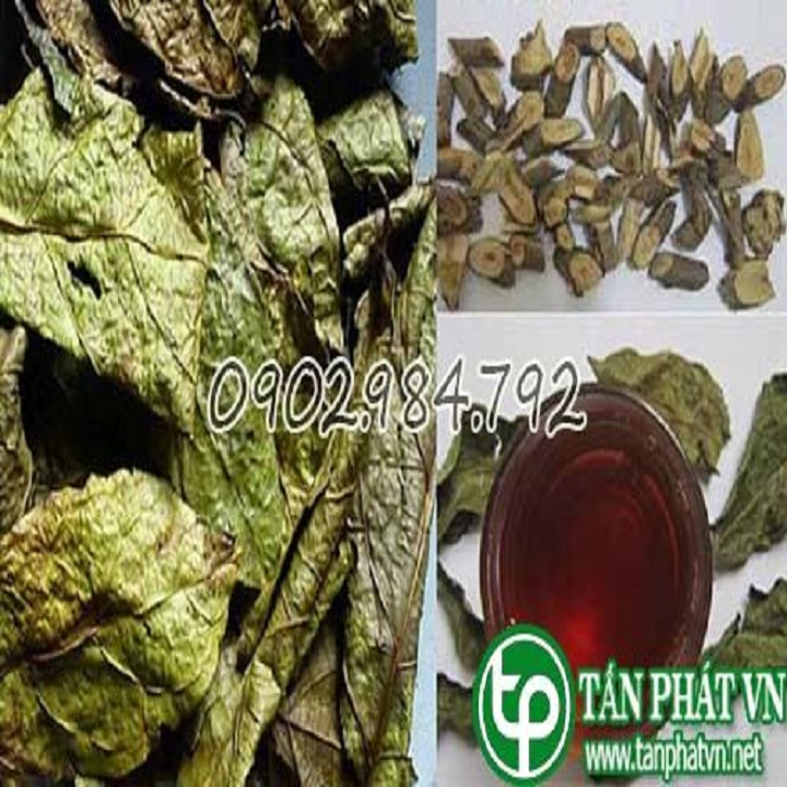 Ở đâu bán cây xạ đen ngăn ngừa ung thư? Ở đâu bán cây xạ đen ngăn ngừa ung thư?