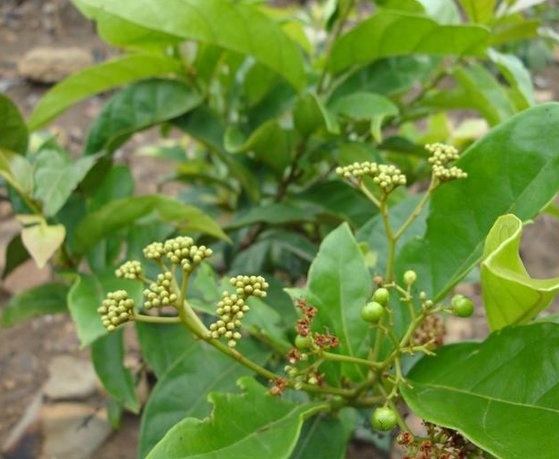 Cây xạ vàng Cây xạ vàng