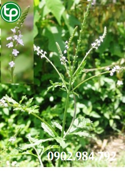 Mua bán cây roi ngựa tại tphcm ở đâu ?