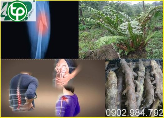 phân phối Cốt toái bổ Tăng cường gan thận Chất Lượng Toàn Quốc