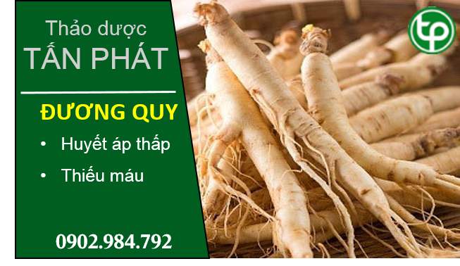 Sam duong quy tai hcm duoc mua ban chat luong uy tin