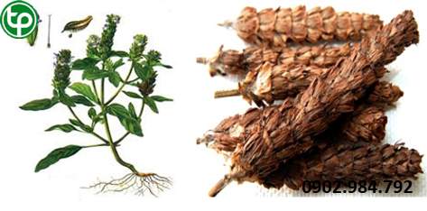 chỗ mua bán hạ khô thảo tại tphcm ở đâu ? chỗ mua bán hạ khô thảo tại tphcm ở đâu ?