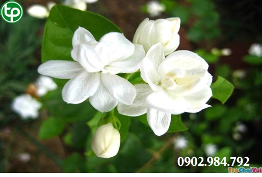 mua bán hoa nhài tại tphcm ở đau ?