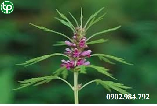 mua bán cây ích mẫu tại tphcm ở đâu ?