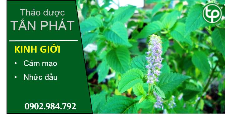 mua bán cây kinh giới tại tphcm ở đâu ?