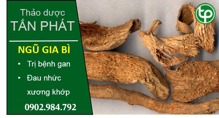 chỗ mua bán ngũ gia bì tại tphcm ở đâu ?