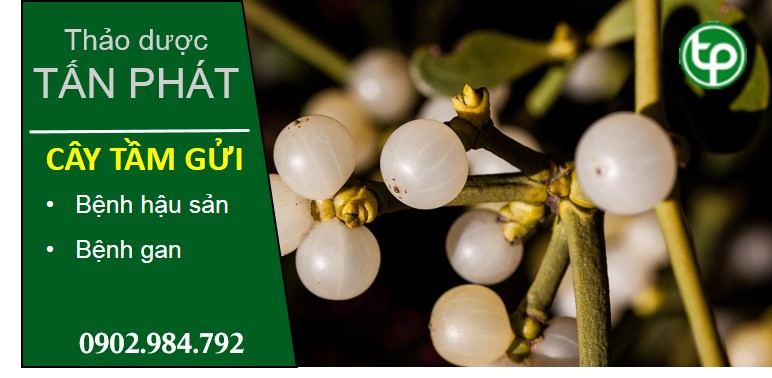 Chỗ mua bán tầm gửi tại tphcm ở đâu ?