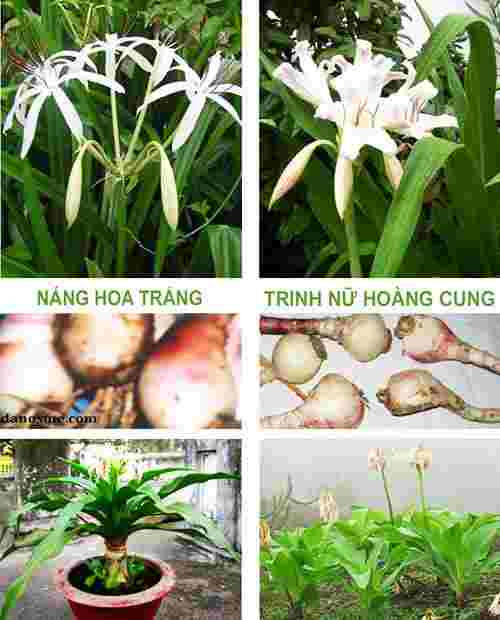 bán trinh nữ hoàng cung tại tphcm