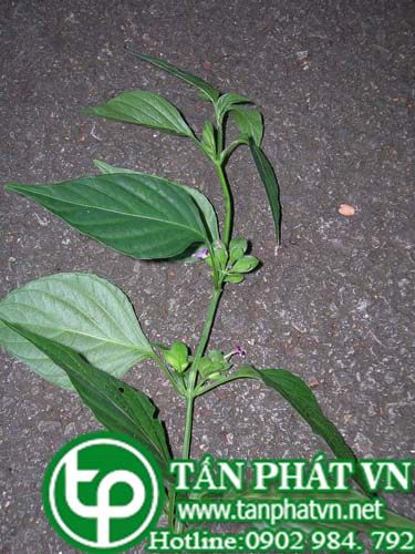 Lá diễn có tác dụng thanh nhiệt, tiêu viêm, lợi tiểu