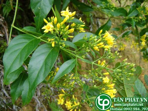 Lá ngón giúp sát trùng, chống ngứa Lá ngón giúp sát trùng, chống ngứa