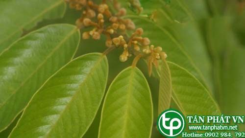Lạc nồm mò dùng trị phong thấp, té ngã, mụn ghẻ Lạc nồm mò dùng trị phong thấp, té ngã, mụn ghẻ