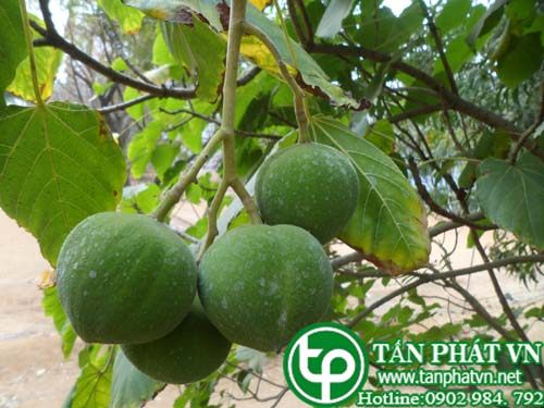 Lai dùng chữa bệnh lỵ, ỉa chảy Lai dùng chữa bệnh lỵ, ỉa chảy