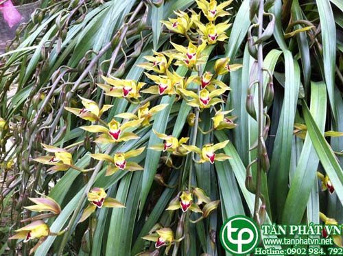 Lan kiếm được sử dụng như thuốc lợi tiểu Lan kiếm được sử dụng như thuốc lợi tiểu