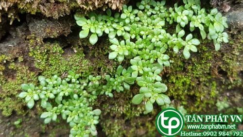 Lăn tăn được dùng chữa đau dạ dày và ruột Lăn tăn được dùng chữa đau dạ dày và ruột