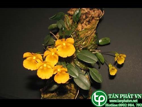 Lan vẩy rắn dùng trị phổi nóng sinh ho, hen khan, lao phổi Lan vẩy rắn dùng trị phổi nóng sinh ho, hen khan, lao phổi
