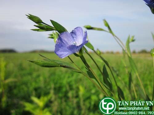 Lanh có tác dụng nhuận táo, khư phong, lợi tiểu