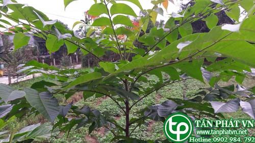 Lát hoa có tác dụng trị ỉa chảy Lát hoa có tác dụng trị ỉa chảy