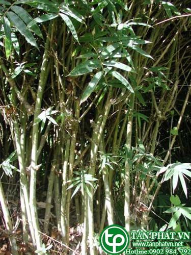Le lông trắng làm thuốc trị  sốt rét