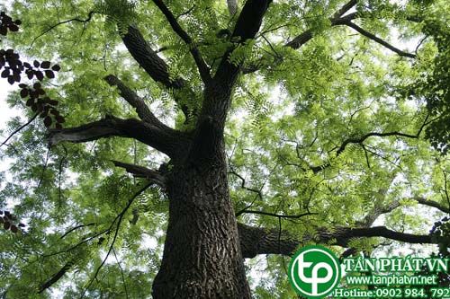 Lim được dùng làm thuốc tê Lim được dùng làm thuốc tê
