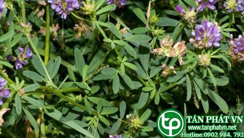 Linh lăng giúp bổ sung vitamin A