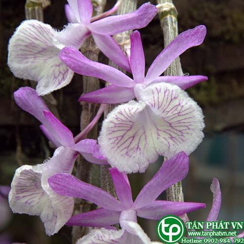 Long tu làm thuốc trị bỏng bỏng lửa, tê liệt nửa người Long tu làm thuốc trị bỏng bỏng lửa, tê liệt nửa người
