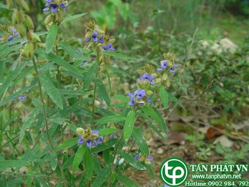 Cây lục lạc không cuốn có tác dụng tiêu viêm hoạt huyết Cây lục lạc không cuốn có tác dụng tiêu viêm hoạt huyết