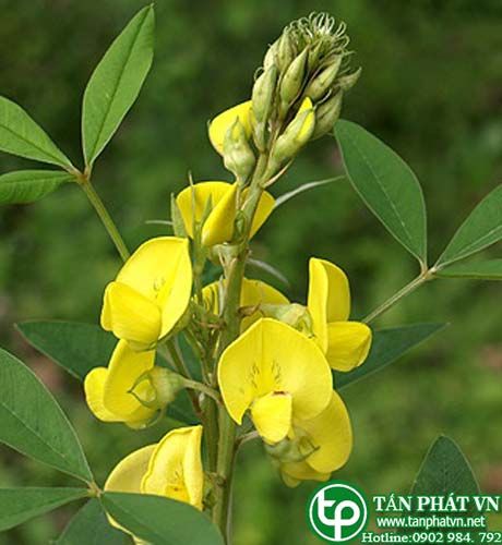 Cây lục lạc mũi mác Cây lục lạc mũi mác