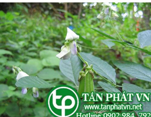 Cây lục lạc mụt trị bệnh sốt, trị đau bụng Cây lục lạc mụt trị bệnh sốt, trị đau bụng