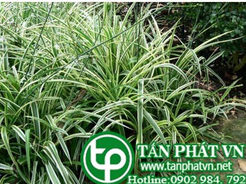 Cây lục thảo có tác dụng thanh nhiệt giải độc, tiêu viêm