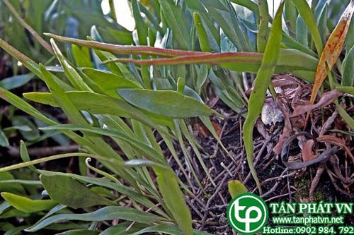 Cây lưỡi mèo tai chuột có tác dụng thanh nhiệt giải độc, tiêu viêm, lợi tiểu Cây lưỡi mèo tai chuột có tác dụng thanh nhiệt giải độc, tiêu viêm, lợi tiểu