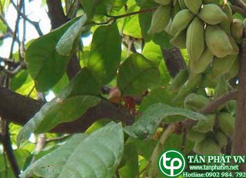 Cây lười ươi có tác dụng thanh phế nhiệt Cây lười ươi có tác dụng thanh phế nhiệt