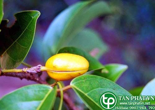 Cây lốp bốp dùng trị dị ứng do ăn uống Cây lốp bốp dùng trị dị ứng do ăn uống