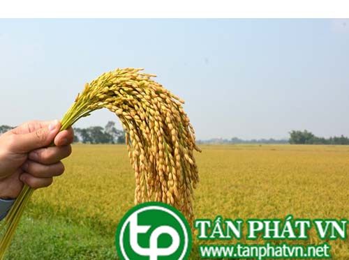 Cây lúa có tác dụng bồi dưỡng khí huyết Cây lúa có tác dụng bồi dưỡng khí huyết