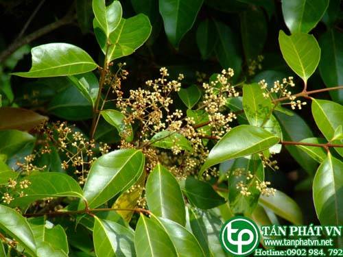 Ô liu khác gốc dùng làm thuốc trị sốt Ô liu khác gốc dùng làm thuốc trị sốt