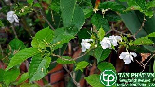 Cây ớt làn lá nhỏ dùng trị rắn cắn và rút gai dằm