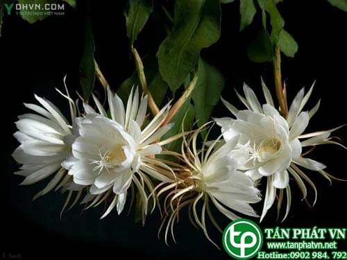 Cây quỳnh giúp thanh phế, trừ ho, hóa đàm Cây quỳnh giúp thanh phế, trừ ho, hóa đàm