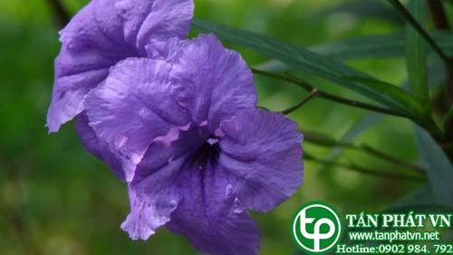 Cây quả nổ ống to đắp chữa trặc gân