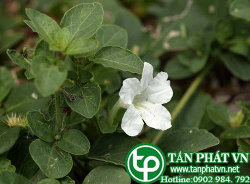 Cây quả nổ sà dùng làm thuốc gây nôn Cây quả nổ sà dùng làm thuốc gây nôn