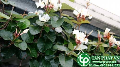 Cây quặn hoa grandier dùng đắp vết thương