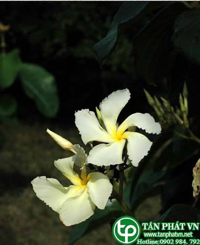 Cây quặn hoa vòi lông chữa bệnh hoàng đản của phụ nữ có thai Cây quặn hoa vòi lông chữa bệnh hoàng đản của phụ nữ có thai
