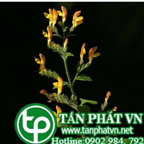 Cây quan thần hoa giúp chữa ăn uống không tiêu, trướng bụng, viêm ruột, lỵ Cây quan thần hoa giúp chữa ăn uống không tiêu, trướng bụng, viêm ruột, lỵ
