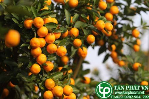 Cây quất chữa về lá gan, dạ dày Cây quất chữa về lá gan, dạ dày